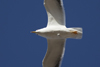 1cy fuscus in August, ringed in Finland. (81365 bytes)